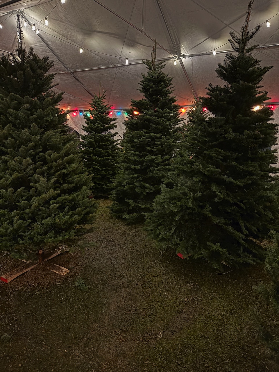 Christmas trees displayed under a large tent at Forrester Farm